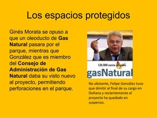 Los espacios protegidos
Ginés Morata se opuso a
que un oleoducto de Gas
Natural pasara por el
parque, mientras que
González que es miembro
del Consejo de
Administración de Gas
Natural daba su visto nuevo
al proyecto, permitiendo
perforaciones en el parque.

No obstante, Felipe González tuvo
que dimitir al final de su cargo en
Doñana y recientemente el
proyecto ha quedado en
suspenso.

 