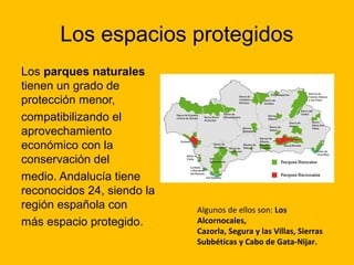Los espacios protegidos
Los parques naturales
tienen un grado de
protección menor,
compatibilizando el
aprovechamiento
económico con la
conservación del
medio. Andalucía tiene
reconocidos 24, siendo la
región española con
más espacio protegido.

Algunos de ellos son: Los
Alcornocales,
Cazorla, Segura y las Villas, Sierras
Subbéticas y Cabo de Gata-Nijar.

 