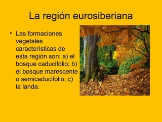 La región eurosiberiana
• Las formaciones
vegetales
características de
esta región son: a) el
bosque caducifolio; b)
el bosque marescente
o semicaducifolio; c)
la landa.

 