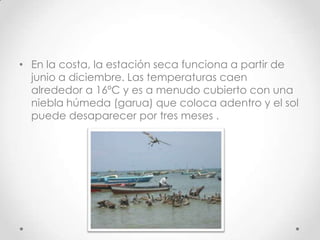• En la costa, la estación seca funciona a partir de
  junio a diciembre. Las temperaturas caen
  alrededor a 16ºC y es a menudo cubierto con una
  niebla húmeda (garua) que coloca adentro y el sol
  puede desaparecer por tres meses .
 