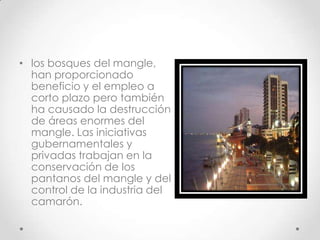 • los bosques del mangle,
  han proporcionado
  beneficio y el empleo a
  corto plazo pero también
  ha causado la destrucción
  de áreas enormes del
  mangle. Las iniciativas
  gubernamentales y
  privadas trabajan en la
  conservación de los
  pantanos del mangle y del
  control de la industria del
  camarón.
 