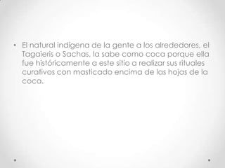 • El natural indígena de la gente a los alrededores, el
  Tagaieris o Sachas, la sabe como coca porque ella
  fue históricamente a este sitio a realizar sus rituales
  curativos con masticado encima de las hojas de la
  coca.
 