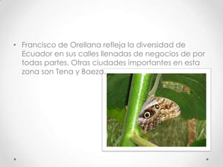 • Francisco de Orellana refleja la diversidad de
  Ecuador en sus calles llenadas de negocios de por
  todas partes. Otras ciudades importantes en esta
  zona son Tena y Baeza.
 