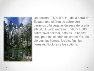 • Un décimo (2'500.000 H.) de la tierra de
  Ecuatoriana el área se cubre con
  paramos o la vegetación seca de la alta
  altitud. Situado entre m. 3.500 y 4.500
  sobre nivel del mar, esto es un hábitat
  ideal para los cóndor, los caracarás, los
  ciervos, las llamas, los vicuñas, las
  flores multicolores y los colibrís.
 