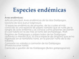 Especies endémicas
)
Aves endémicas:
Artículo principal: Aves endémicas de las islas Galápagos.
Gaviota de lava (Larus fuliginosus).
13 especies endémicas de pinzones, de los cuales el más
conocido es una especie de pájaro vampiro que se nutre de la
sangre de aves enfermas y se conoce como pinzones de Darwin
el cual habita en la isla más al norte del archipiélago, Wolf;
Pingüino de Galápagos o pájaro bobo de las Galápagos
(Spheniscus mendiculus), la única especie de pingüino que se ha
registrado en el hemisferio norte, en la porción norte de la isla
Isabela).
Cormorán no volador o cormorán de las Galápagos
(Phalacrocorax harrisi)
Cernícalo o gavilán de las Galápagos (Buteo galapagoensis)
 