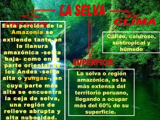LA SELVA UBICACIÓN Esta porción de la  Amazonía  se extiende tanto en la llanura amazónica -selva baja- como en la parte oriental de los Andes -selva alta o  yungas -, en cuya parte más alta se encuentra la ceja de selva, una región de relieve abrupta y alta nubosidad.   SUPERFICIE La selva o región amazónica, es la más extensa del territorio peruano, llegando a ocupar más del 60% de su superficie.  CLIMA Cálido, caluroso, subtropical y húmedo 