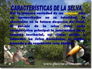 Por la inmensa variedad de sus  recursos  aún no aprovechados en su totalidad, la convierten en la futura despensa del Perú. El paisaje de la selva tiene como característica principal la inmensidad de su tamaño territorial, sus climas cálidos y húmedos. La  Selva  Amazónica, es cálida, húmeda y de vegetación muy tupida CARACTERÍSTICAS DE LA SELVA 