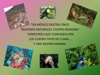 *EN MÉXICO EXISTEN CINCO REGIONES NATURALES. CUATRO REGIONES TERRESTRES QUE COINCIDEN CON LOS CUATRO TIPOS DE CLIMA….Y UNA REGIÓN MARINA.
