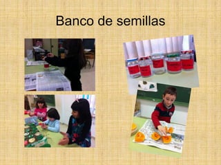 Banco de semillas
 