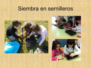 Siembra en semilleros
 