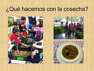 ¿Qué hacemos con la cosecha?
 