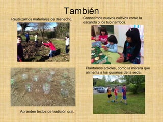 También
Aprenden textos de tradición oral.
Reutilizamos materiales de deshecho. Conocemos nuevos cultivos como la
escanda o los tupinambos.
Plantamos árboles, como la morera que
alimenta a los gusanos de la seda.
 