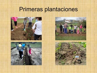 Primeras plantaciones
 