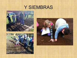 Y SIEMBRAS
 