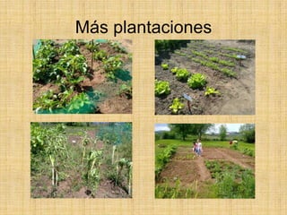 Más plantaciones
 