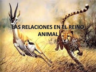 LAS RELACIONES EN EL REINOLAS RELACIONES EN EL REINO
ANIMALANIMAL
 
