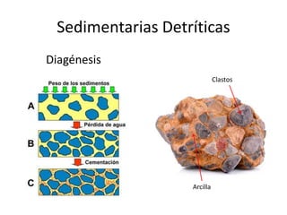 Sedimentarias Detríticas
Diagénesis
Clastos
Arcilla
 