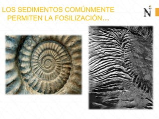 LOS SEDIMENTOS COMÚNMENTE
PERMITEN LA FOSILIZACIÓN…
 