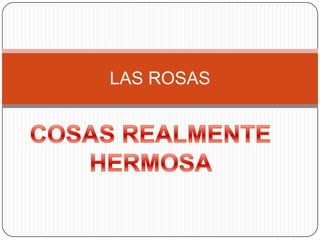 LAS ROSAS COSAS REALMENTE  HERMOSA  