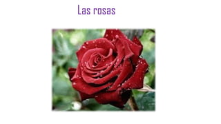 Las rosas

 