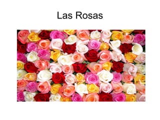 Las Rosas
 