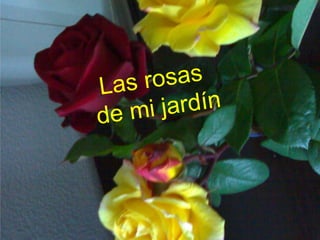                        Las rosas de mi jrdin  Las rosas                      de mi jardín 