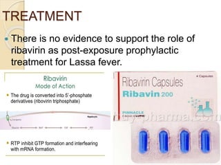 TREATMENT
 There is no evidence to support the role of
ribavirin as post-exposure prophylactic
treatment for Lassa fever.
 