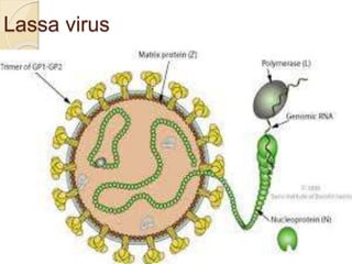 Lassa virus
 