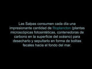 o Las Salpas consumen cada día una impresionante cantidad de  fitoplancton  (plantas microscópicas fotosintéticas, contenedoras de carbono en la superficie del océano) para desecharlo y sepultarlo en forma de bolitas fecales hacia el fondo del mar. 