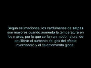 Según estimaciones, los cardúmenes de  salpas  son mayores cuando aumenta la temperatura en los mares, por lo que serían un modo natural de equilibrar el aumento del gas del efecto invernadero y el calentamiento global. 