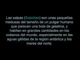 Las salpas ( Salpidae ) son unas pequeñas medusas del tamaño de un pulgar humano que parecen una bola de gelatina, y habitan en grandes cantidades en los océanos del mundo, especialmente en las aguas gélidas de la región antártica y los mares del norte . 