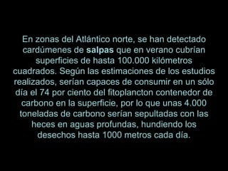En zonas del Atlántico norte, se han detectado cardúmenes de  salpas  que en verano cubrían superficies de hasta 100.000 kilómetros cuadrados. Según las estimaciones de los estudios realizados, serían capaces de consumir en un sólo día el 74 por ciento del fitoplancton contenedor de carbono en la superficie, por lo que unas 4.000 toneladas de carbono serían sepultadas con las heces en aguas profundas, hundiendo los desechos hasta 1000 metros cada día. 