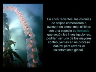 o En años recientes, las colonias de salpas comenzaron a avanzar en zonas más cálidas: son una especie de  tunicado  que según las investigaciones, podrían ser uno de los mayores contribuyentes en un proceso natural para revertir el calentamiento global.  