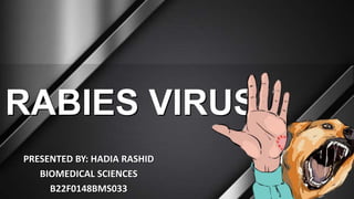 PRESENTED BY: HADIA RASHID
BIOMEDICAL SCIENCES
B22F0148BMS033
RABIES VIRUS
 