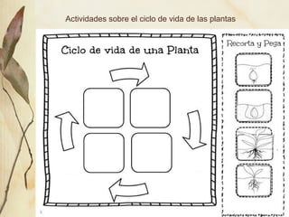 Actividades sobre el ciclo de vida de las plantas
 