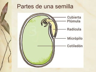Partes de una semilla
 