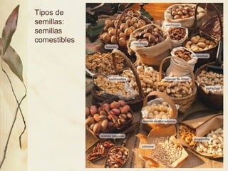 Tipos de
semillas:
semillas
comestibles
 