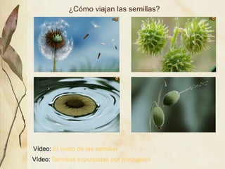 ¿Cómo viajan las semillas?
Vídeo: El vuelo de las semillas
Vídeo: Semillas expulsadas por propulsión
 