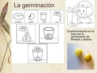 La germinación
Experimentamos en el
aula con la
germinación de
lentejas y alubias.
 