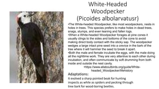 White-Headed
Woodpecker
(Picoides albolarvatusr)
Adaptations:
It evolved a sharp pointed beak for hunting
inspects as while as spiders and pecking through
tree bark for wood-boring beetles.
•The White-headed Woodpecker, like most woodpeckers, nests in
holes in trees. This species prefers to make holes in dead trees,
snags, stumps, and even leaning and fallen logs.
•When a White-headed Woodpecker forages at pine cones it
usually clings to the sides and bottoms of the cone to avoid
making direct body contact with the sticky sap. The woodpecker
wedges a large intact pine seed into a crevice in the bark of the
tree where it will hammer the seed to break it apart.
•Both the male and female incubate the eggs, with the male doing
all the nighttime work. They are very attentive to each other during
incubation, and often communicate by soft drumming from both
inside and outside the nest cavity.
•https://www.allaboutbirds.org/guide/White-
headed_Woodpecker/lifehistory
 