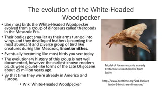 The evolution of the White-Headed
Woodpecker
• Like most birds the White-Headed Woodpecker
evolved from a group of dinosaurs called theropods
in the Mesozoic Era.
• Their bodies got smaller as their arms turned into
wings and they developed feathers becoming the
most abundant and diverse group of bird like
creatures during the Mesozoic, Enantiornithes.
• Eventually becoming like most birds you see today.
• The evolutionary history of this group is not well
documented, however the earliest known modern
picids were piculet-like forms of the Late Oligocene
about 25 million years ago.
• By that time they were already in America and
Europe.
• Wiki White-Headed Woodpecker
Model of Iberomesornis an early
Cretaceous enantiornithe from
Spain
http://www.pasttime.org/2013/06/ep
isode-2-birds-are-dinosaurs/
 