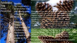 Ponderosa
Pinecone
Oval shaped, 3 to
6 inches long,
red-brown in
color with a stiff
prickle on the
end. http://fwp.mt.gov/mtoutdoors/HTML/articles/portraits/
ponderosapine.htm
Needles
The needles are 5
to 10 inches long
and usually grow
in bunches of
three.
Pinus ponderosa lives throughout much of the western
states as well as parts of Canada and Mexico in arid
regions as high as 10,000 feet in elevation. Virtually all
western states with mountain ranges contain Pinus
ponderosa at low altitudes (Peattie 1953). Pinus
ponderosa is geographically distributed in British
Columbia, Washington, Oregon and also circling the west
mountain ranges of Colorado and Western North Dakota
as well as varieties in the mountains of Mexico where
climate is arid and temperate (see figure 6). Pinus
ponderosa grows in an average annual temperature range
between 5° and 10° C, with an extreme annual range
between -40° to 43° C (Oliver and Russell 2005)
Ponderosa
Pine
(Pinus
Ponderosa)
 