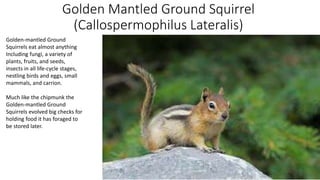 Golden Mantled Ground Squirrel
(Callospermophilus Lateralis)
Golden-mantled Ground
Squirrels eat almost anything
Including fungi, a variety of
plants, fruits, and seeds,
insects in all life-cycle stages,
nestling birds and eggs, small
mammals, and carrion.
Much like the chipmunk the
Golden-mantled Ground
Squirrels evolved big checks for
holding food it has foraged to
be stored later.
 