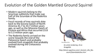 Evolution of the Golden Mantled Ground Squirrel
• Modern squirrels belong to the
Sciurinae subfamily that make sup
half of the Sciuridae of the Rodentia
family.
• Fossil records of tree squirrels date
back to the Eocene Epoch of North
America 41.7 to 33.7 million years
ago, as well as the Miocene Epoch of
Eurasia and Africa that occurred 23.8
to 5.3 million years ago.
• The Rodentia family arrived on the
scene towards the end of the
Paleocene Epoch and probably
evolved from anagalids that probably
evolved during the Cretaceous
Period.
An artist rendering of an
Anagalids
http://dino1.sppchina.com/_Ancient_Life_Mu
seum/Zalambdalestes.htm
 