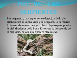 Piel  de    las serpientesPor lo general, las serpientes se despojan de la piel cuando esta se vuelve vieja y se desgasta. La serpiente frota su cabeza contra algún objeto áspero para perder la piel alrededor de la boca. Entonces se desprende de la piel vieja, bajo la que aparece otra nueva.