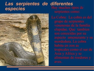 Las  serpientes  de  diferentes  especies  ,[object Object],[object Object]