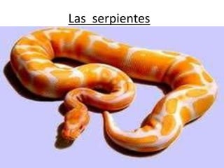 Las serpientes
 
