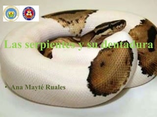 Las serpientes y su dentadura


• Ana Mayté Ruales
 