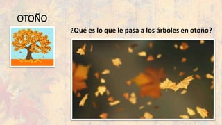 OTOÑO
¿Qué es lo que le pasa a los árboles en otoño?
 