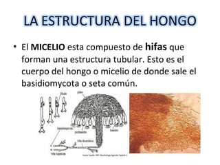 • El MICELIO esta compuesto de hifas que 
forman una estructura tubular. Esto es el 
cuerpo del hongo o micelio de donde sale el 
basidiomycota o seta común. 
 